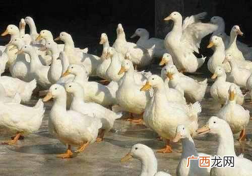 一只活鸭100元，一只烤鸭却只卖20元，老板还怎么赚钱？答案来了