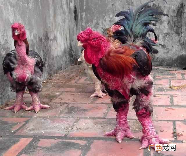 鸡爪中的“爱马仕”，一对价值过万？确认过眼神是吃不起的鸡爪