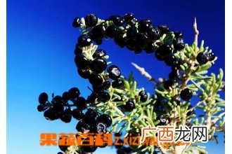 黑枸杞怎么吃最好 黑枸杞的吃法技巧