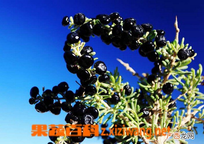 黑枸杞怎么吃最好 黑枸杞的吃法技巧