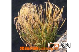 金丝草的功效与作用 金丝草的药用价值