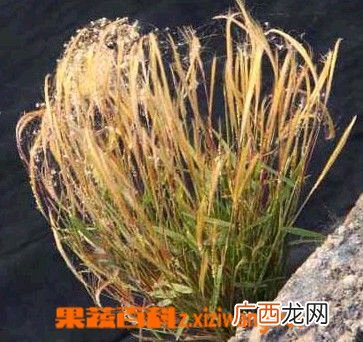 金丝草的功效与作用 金丝草的药用价值