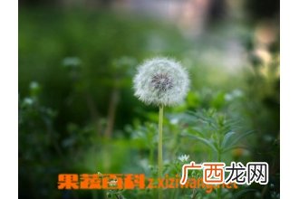 蒲公英的药用价值 蒲公英的副作用