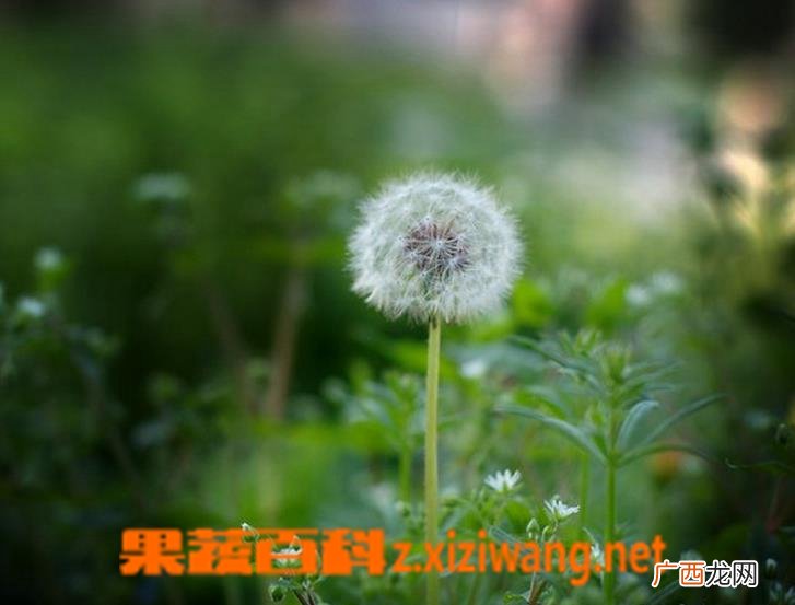 蒲公英的药用价值 蒲公英的副作用