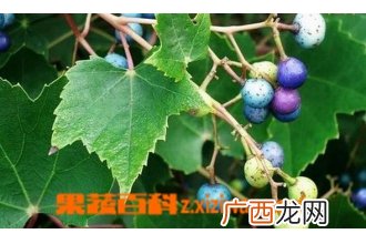 大接骨丹的功效与作用 大接骨丹的药用功效