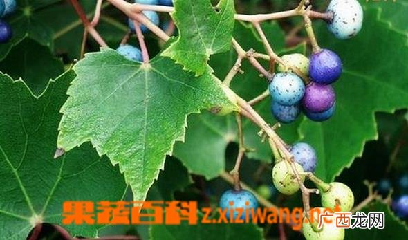 大接骨丹的功效与作用 大接骨丹的药用功效