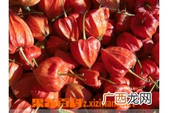 红菇娘的功效与作用 红菇娘一般生长在哪