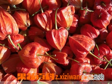 红菇娘的功效与作用 红菇娘一般生长在哪