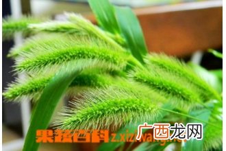 狗尾巴草的功效与作用 狗尾巴草的食用方法