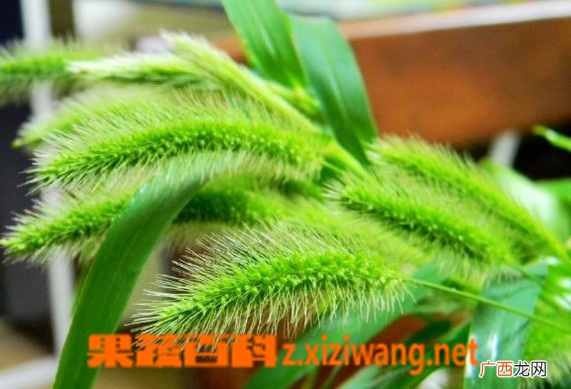 狗尾巴草的功效与作用 狗尾巴草的食用方法