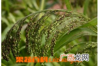 中药水蓢根的功效与作用 水蓢根的食用方法