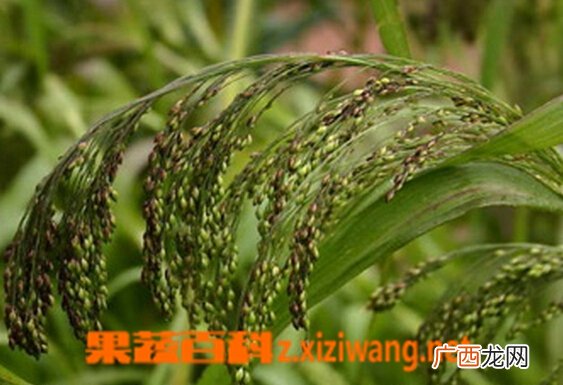 中药水蓢根的功效与作用 水蓢根的食用方法