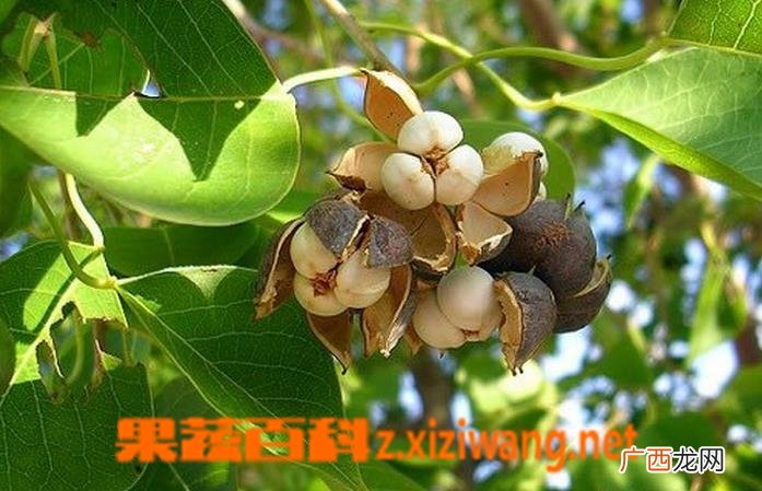 京大戟树的功效与作用 吃京大戟树的好处