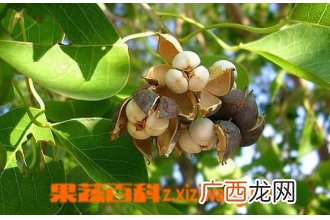 京大戟树的功效与作用 吃京大戟树的好处