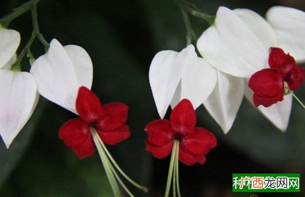 防治马铃薯块茎蛾的可行有效方法