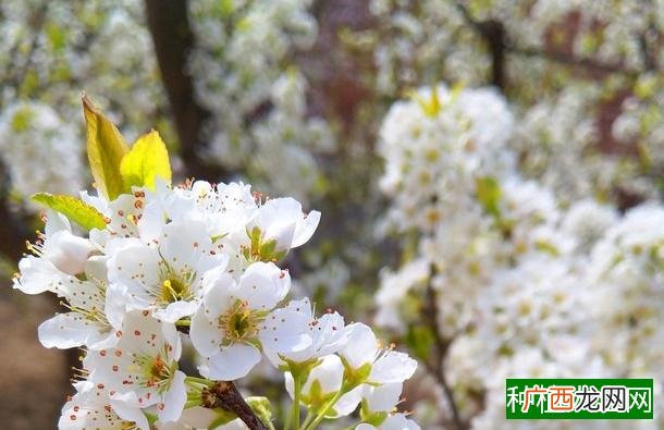 春玉米叶斑病怎样有效防治