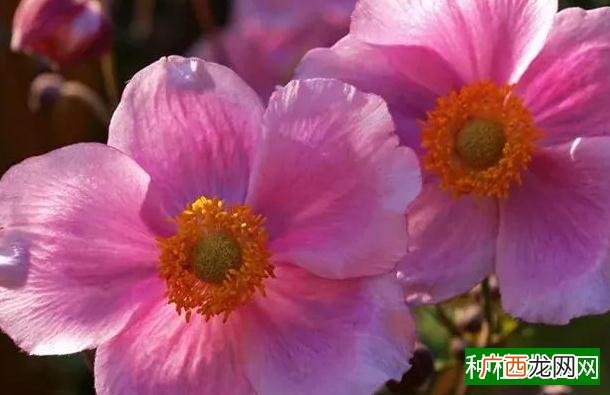 如何存储花生种子