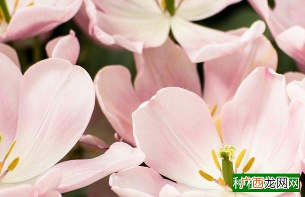 防治小麦全蚀病的方法要点