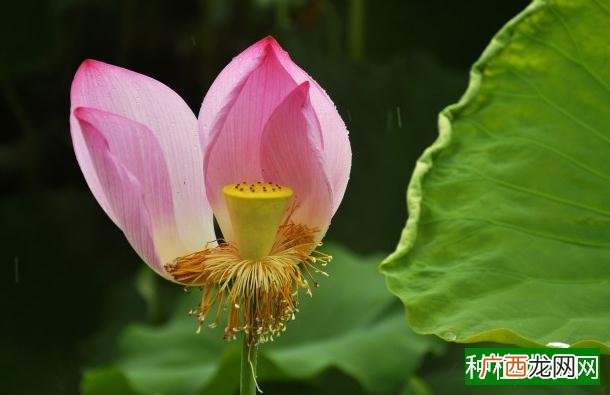 什么药能把树弄死,使用除草剂