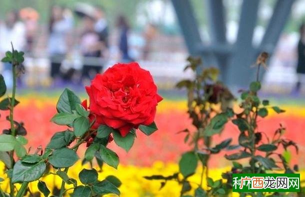 东北主要种植什么粮食,东北主要种植的粮食