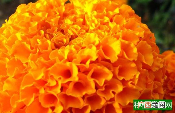 如何防治玉米斑病