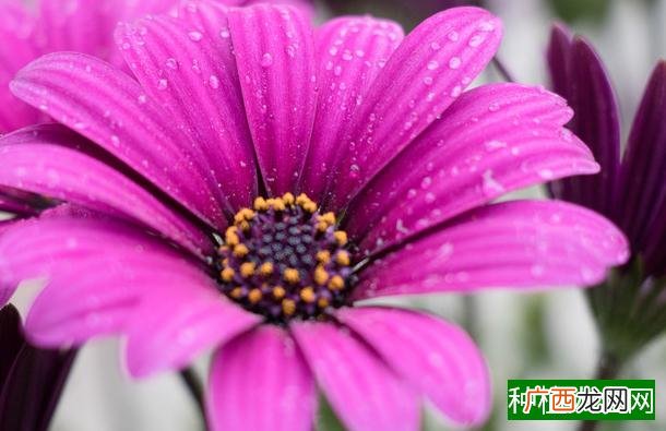茄子种植时间和方法,茄子什么时候种植