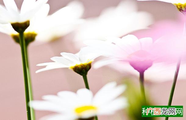 治疗党参根腐病有什么法