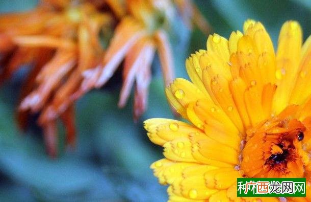 水稻干尖线虫病怎样防治见效