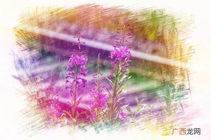 心境淡然的唯美句子 一个人安静淡然句子