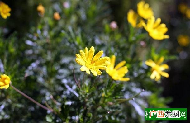 百香果不开花怎么催花,加强光照