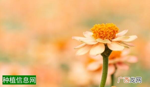 黄芪白粉病防治要点