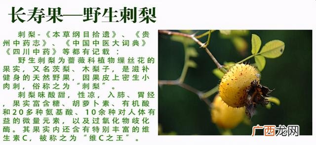 国药刺梨维c刘彦i博 王老吉刺梨饮料代理