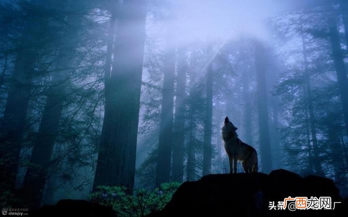 霸气励志语录64条 狼性励志句子