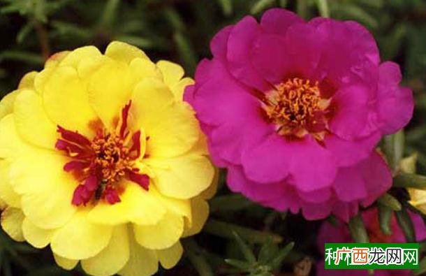 怎样栽培旱地小麦