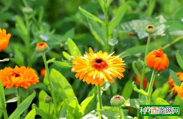 棉花减少蕾铃脱落