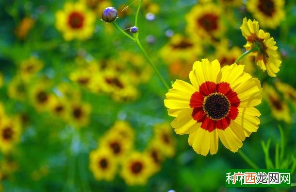 春天能种豌豆吗,春天可以种豌豆吗