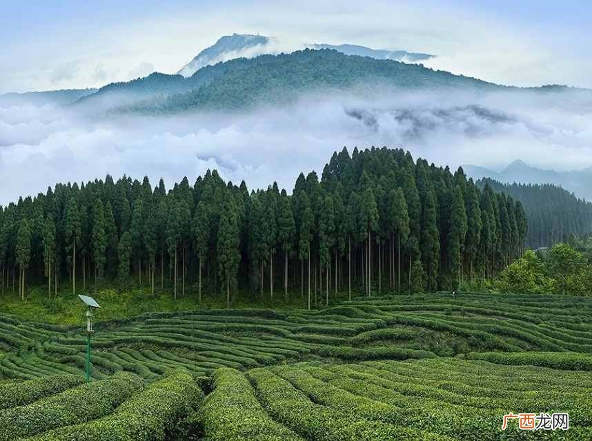 最新竹叶青市场价  峨眉山竹叶青茶多少钱一斤