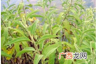 艾纳香根图片 艾纳香根的功效与作用