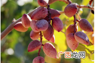 阿月浑子是什么 阿月浑子的功效与作用