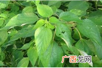 艾麻草图片 艾麻草的功效与作用