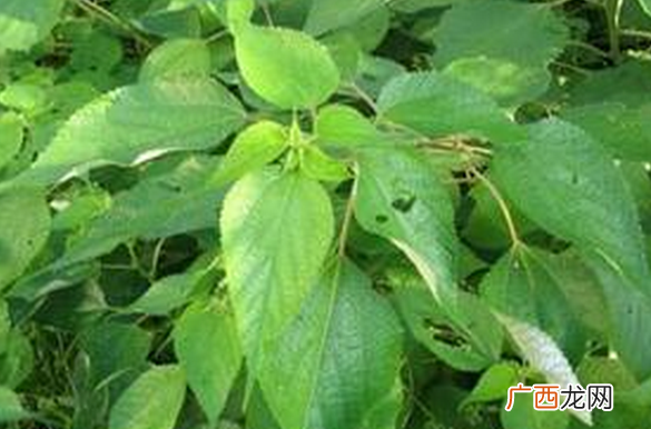 艾麻草图片 艾麻草的功效与作用