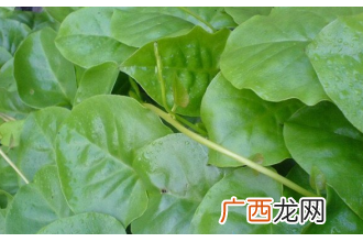 三七叶的功效与作用 三七叶的药用价值