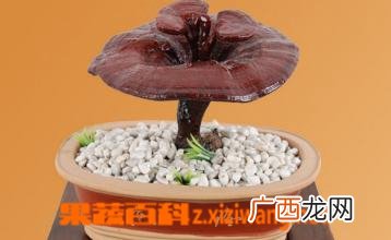 灵芝的功效与副作用详解