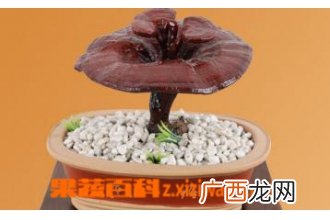 灵芝的功效与副作用详解