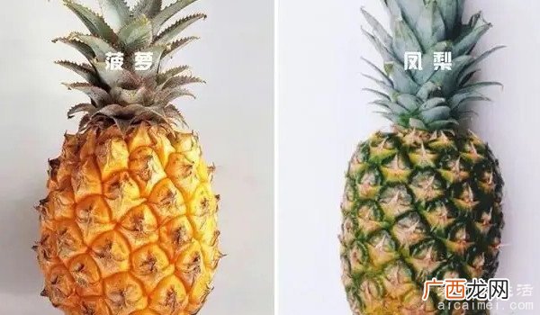 同一种水果叫法不同 凤梨和菠萝的区别 菠萝和凤梨是同一种水果吗