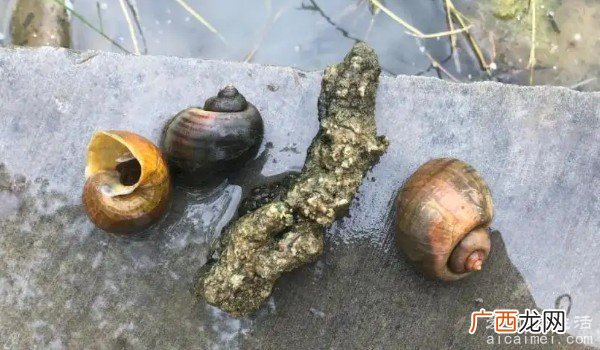 福寿螺和田螺的区别 有三种不同的区别