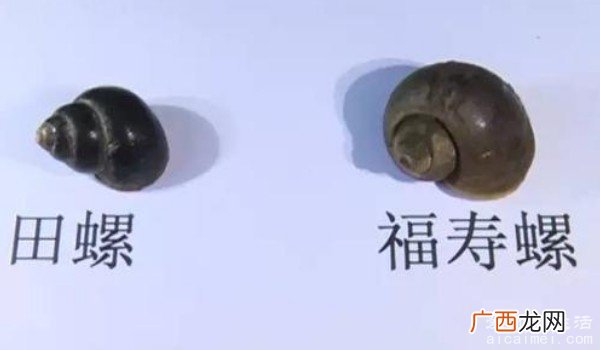 福寿螺和田螺的区别 有三种不同的区别