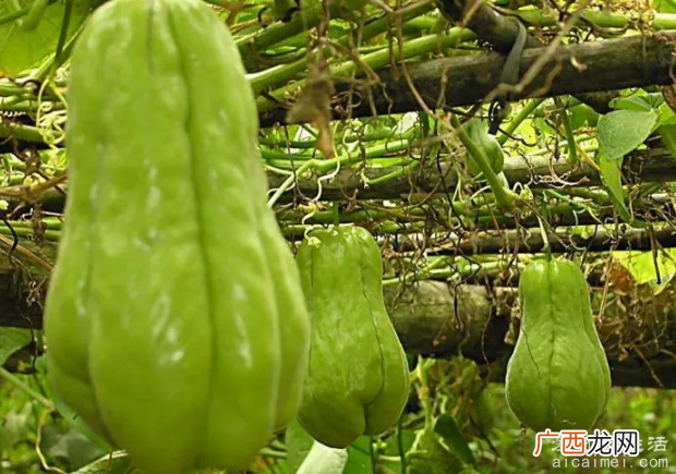 佛手瓜怎么做最好吃，凉拌吃清脆清炒鲜美