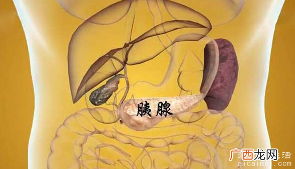 胰腺在人体的哪个部位图解，腰腹后壁1-2腰椎平面就是胃后边