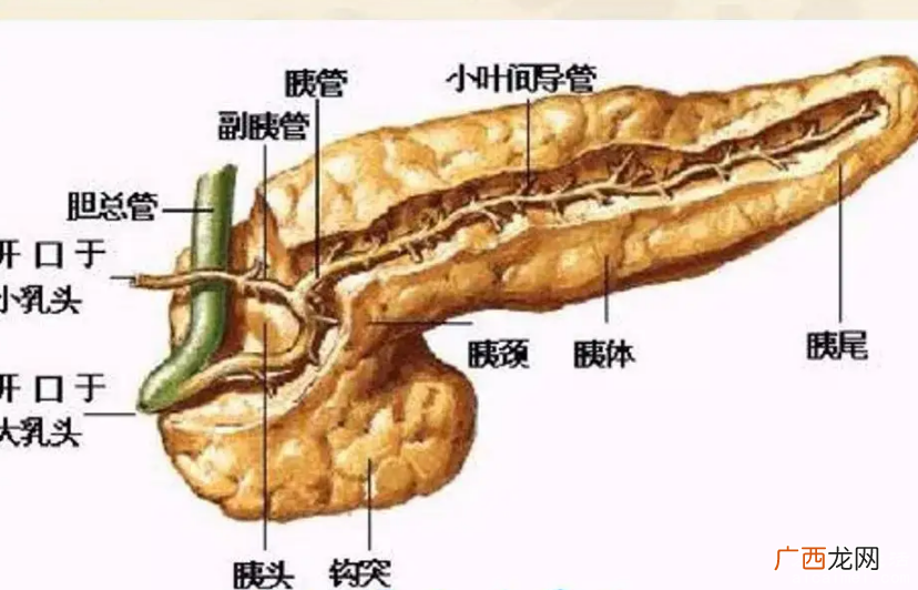 胰腺在人体的哪个部位图解，腰腹后壁1-2腰椎平面就是胃后边